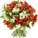 Альстромерии красно-белый микс